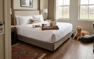 Dog friendly hotel room